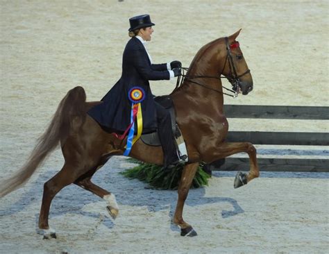 American Saddlebred Horse Breed Information, History, Videos, Pictures