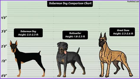 Doberman Size: How Big Are They Compared To Others?