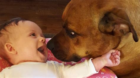 Dog Who Was Born In A Shelter Can't Stop Kissing His New Baby | HuffPost Good News