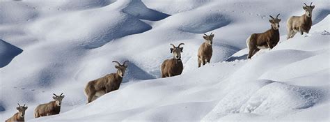 Sierra Nevada Bighorn Sheep