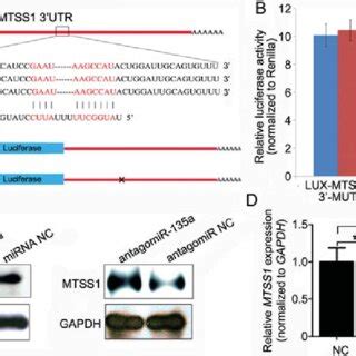 Mtss Is A Target Gene Of Mir A A Schematic Representation Of The