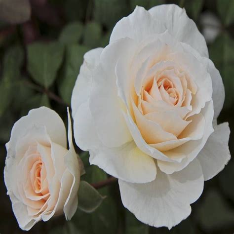 Buy Climbing Rose Blushing Queen Affordable Gardens4youeu