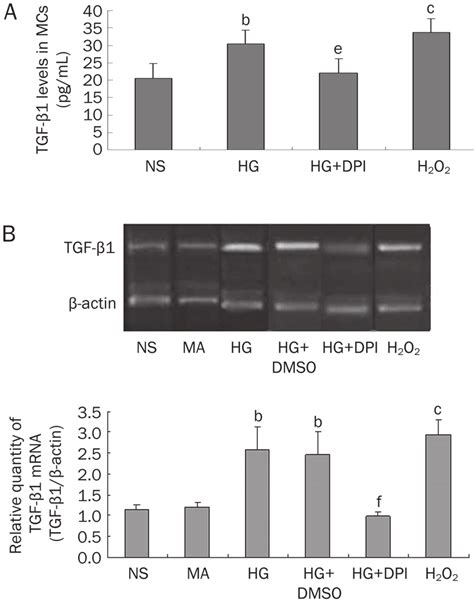 Tgf β1 Protein A And Mrna B Expression In The Rat Mesangial Cells