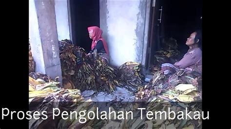 Processing Of Tobacco Leaf Proses Pengolahan Daun Tembakau YouTube