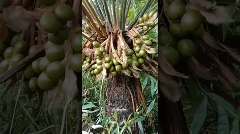 Tanaman Hias Pakis Haji Cycas Rumphii Buah Lebat Short Youtube