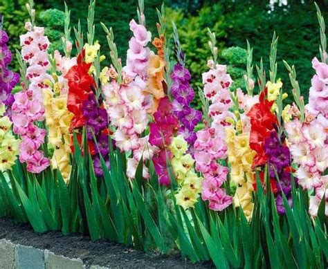 C Mo Cultivar Gladiolos Gladiolas Y Sus Cuidados Eco Jard N M Gico