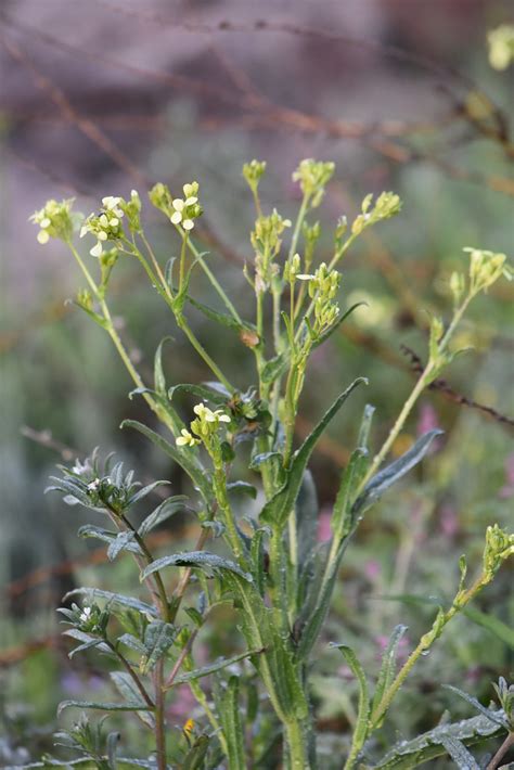 Biscutella Auriculata Flickr