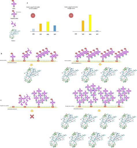 Proposed Model Justifying Codon Optimization In Genetic Engineering