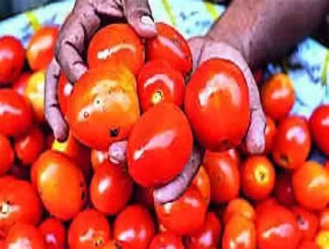 Prices Of Subsidised Tomatoes Reduced To Rs Per Kg Hydnow