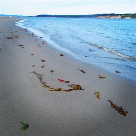 5 Best Beaches in Victoria, BC for Wildlife & Scenic Views