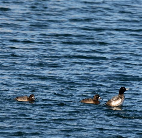 Identification of 9 Diving Duck Species: A Photographic Guide | Miles Hearn