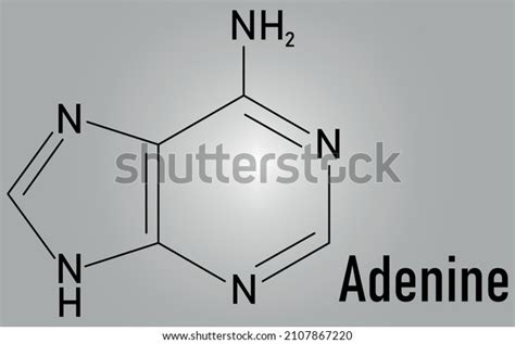 Adenine Purine Nucleobase Molecule Base Present Stock Vector Royalty