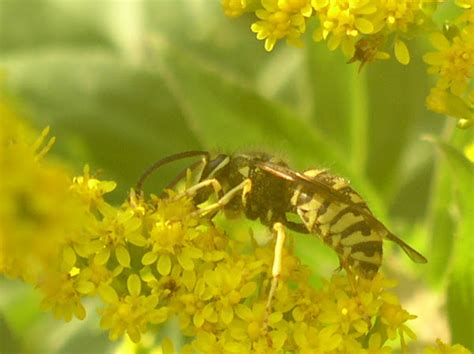 Eastern Yellowjacket (Male) | Project Noah