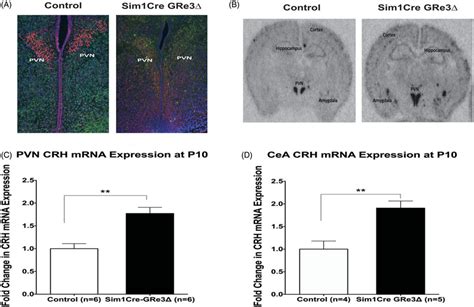 Immunofluorescence Of PVN GR Protein And In Situ Hybridization Of PVN