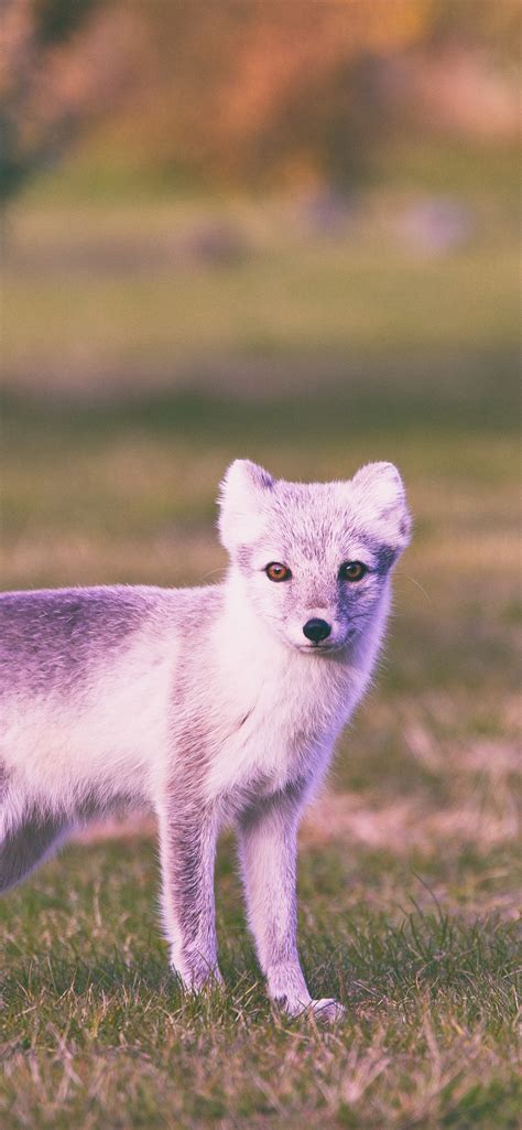 cute animal wallpaper fox 2