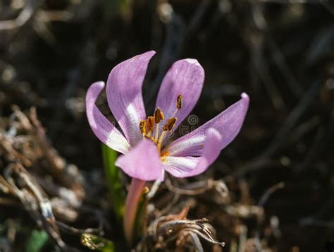 Ephemeral Flowers Primroses In The Wild Colchicum Ancyrense Autumn