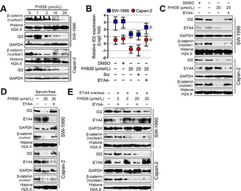 Figure 3 From Eya4 Functions As Tumor Suppressor Gene And Prognostic Marker In Pancreatic Ductal