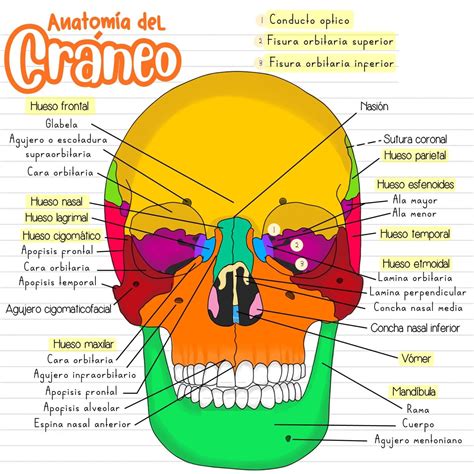 Partes Que Forman El Craneo Otosection