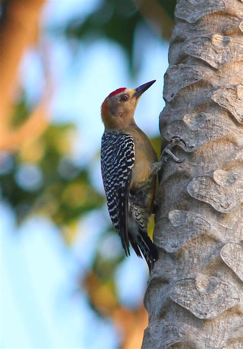 Hoffmann S Woodpecker Melanerpes Hoffmannii Costa Rica IM Flickr