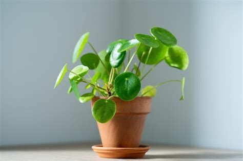 Planta De Interior Pilea Peperomioides En Maceta De Terracota En Casa