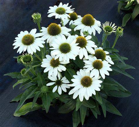 Coneflower KISMET White Echinacea TheTreeFarm