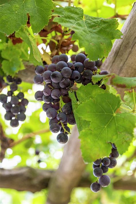 red wine grapes amalfi coast italy photograph  jalag andrea