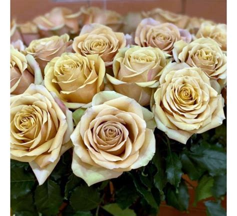 Роза Голден Мустард (Golden Mustard) купить в Минске с доставкой по почте.