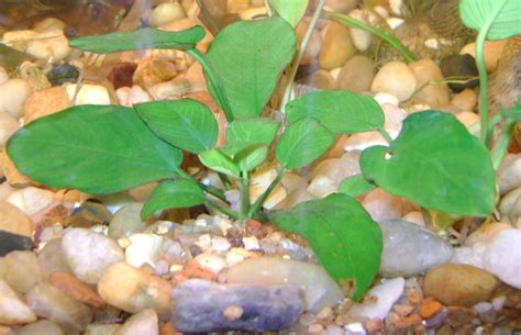 A Beginner’s Guide to the Magic of Anubias Nana Petite (Anubias Petite ...