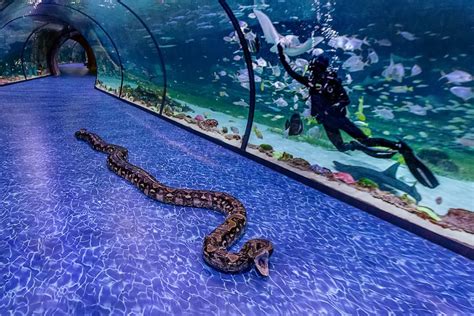 The National Aquarium | Abu Dhabi's newest attraction | blooloop