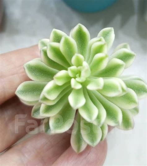 Седум Джойс Таллоч вариегатный, в наличии. Цена: 250₽ во Владивостоке