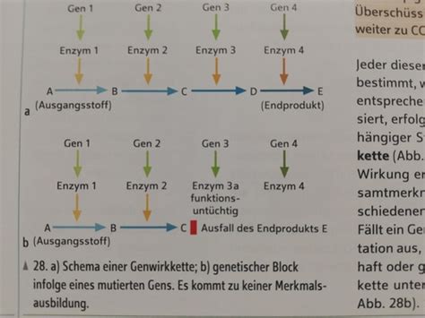 Genetik Karteikarten Quizlet