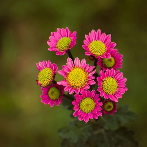Purple Cluster Petal Flower · Free Stock Photo