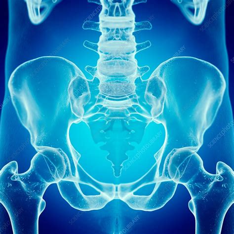 Illustration Of The Sacrum Stock Image F0237964 Science Photo