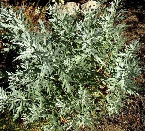 Artemisia Ludoviciana White Sagebrush