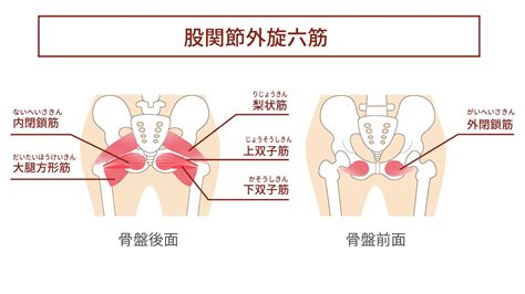 【腰痛】は股関節の不安定さが原因？【外旋六筋】の位置を体感できる簡単エクササイズ ヨガジャーナルオンライン