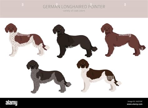 German longhaired pointer clipart. Different poses, coat colors set. Vector illustration Stock ...