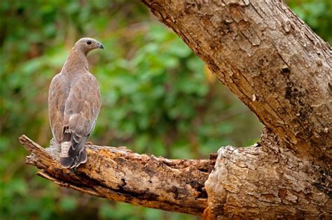 Descubren cómo las aves terrestres realizan sus largas travesías