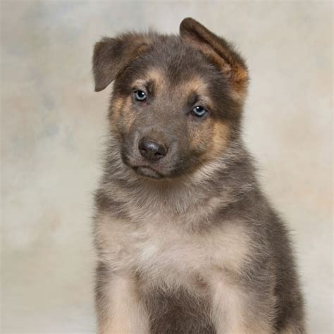 1 German Shepherd Puppies For Sale In Illinois