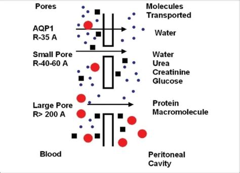 Three Pore Model Of Peritoneal Transport Open I