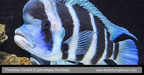 Frontosa Cichlid: Diet | Size | Lifespan | Cost | Breeding | Care Guide ...