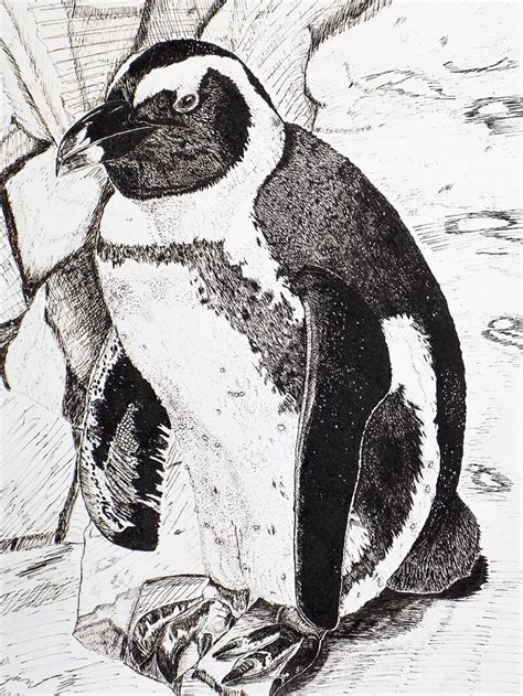 Penguin Art Print Pen And Ink Drawings Fine Art Giclee Etsy