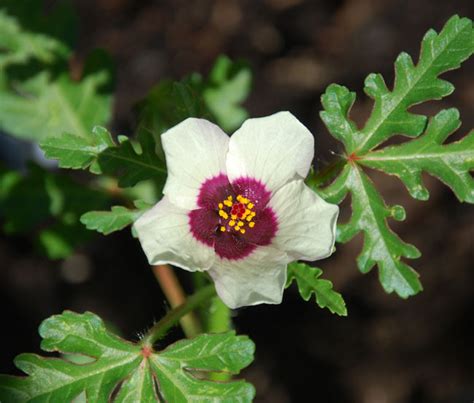 Hibiscus Trionum Flower Of An Hour Seeds