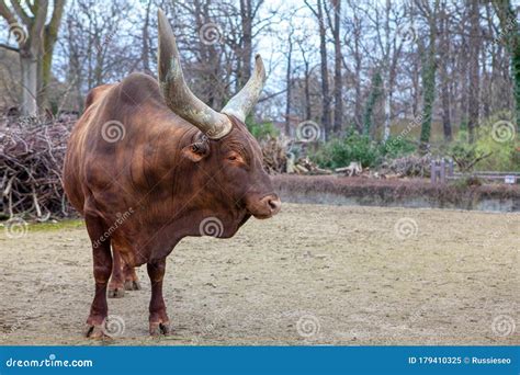 Male of Ankole Watusi stock image. Image of hoofed, bull - 179410325