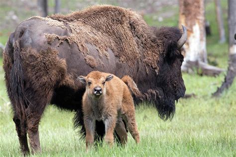 Baby Bison in Yellowstone Photograph by Patrick Barron - Fine Art America