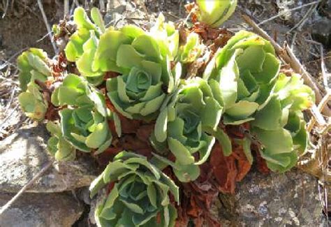 Barranco De La Virgen Monta A Doramas Aeonium Canariense Ssp