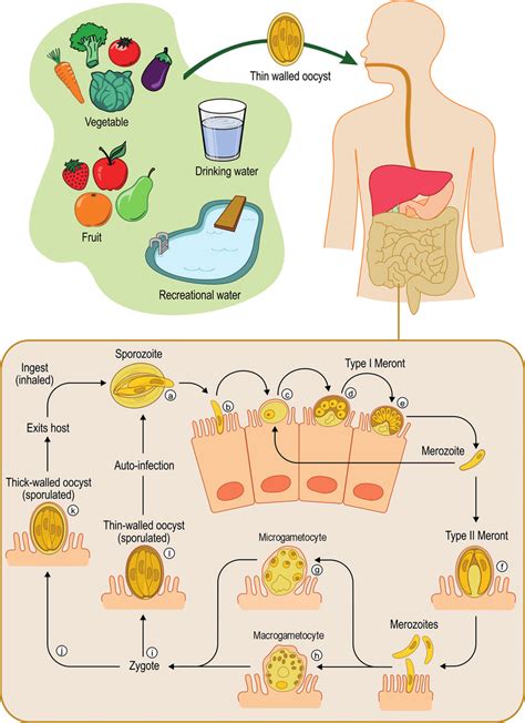 Cryptosporidium Life Cycle Diagram