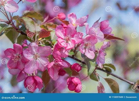 Blossoms of a Crab Apple Tree Stock Photo - Image of decorative, bright ...