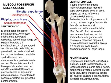 Ppt Traiettoria Del Bilanciere In Due Atleti Di Diversa Altezza Powerpoint Presentation Id