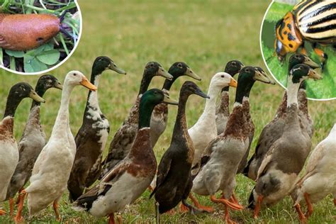 Patka Umjesto Pesticida Riješite Se Puževa I Krompiovih Zlatica