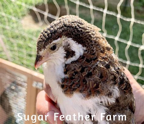 Pharaoh Coturnix Quail - Sugar Feather Farm